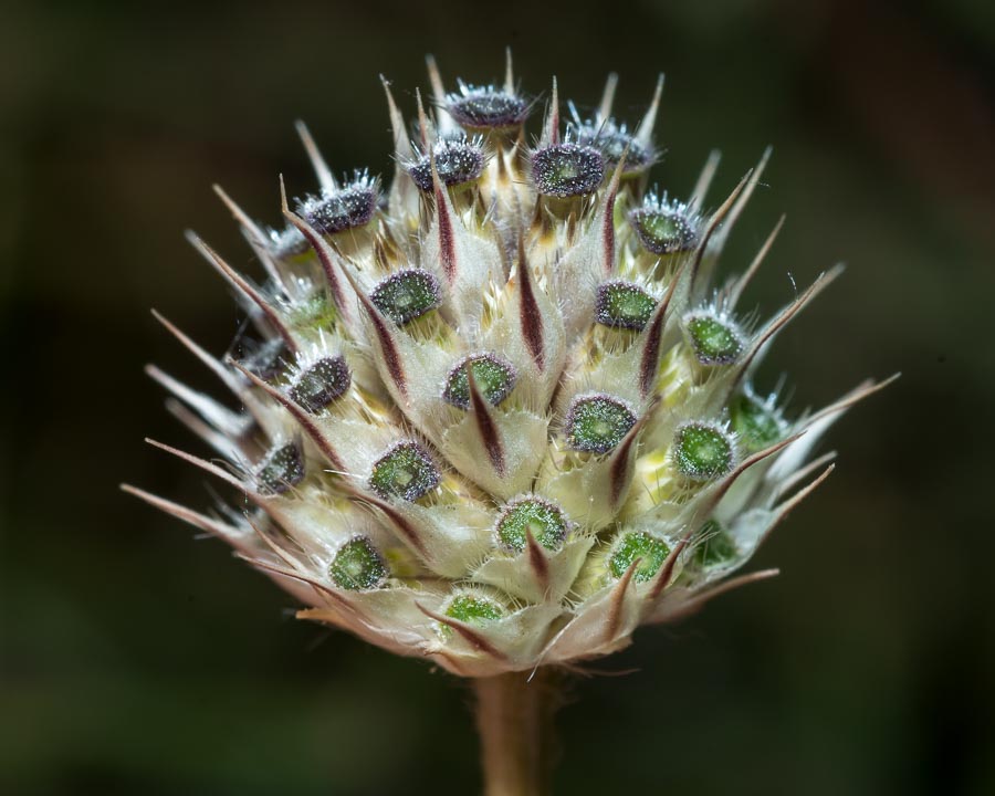 Cephalaria transsylvanica / Cefalaria transilvanica